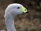 Cape Barren Goose (WWT Slimbridge August 2011) - pic by Nigel Key